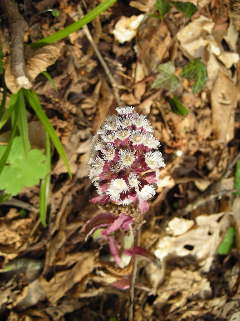 Petasites hybridus / Farfaraccio maggiore